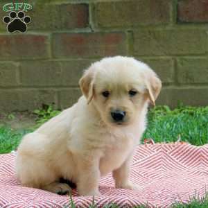 Dash, Golden Retriever Puppy