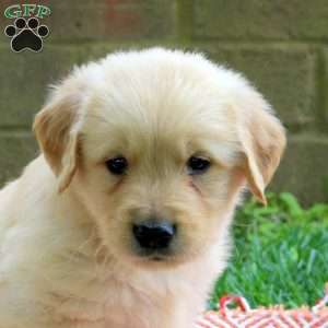Dash, Golden Retriever Puppy
