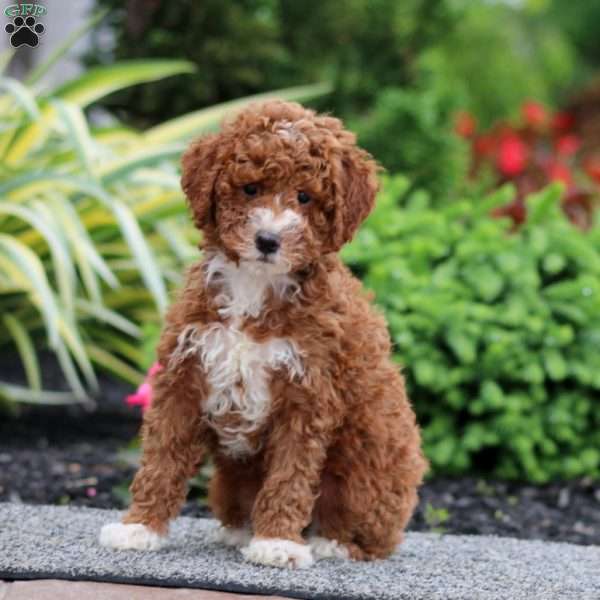 Dash, Miniature Poodle Puppy