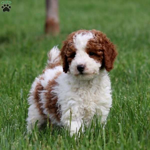 Davey, Miniature Poodle Puppy