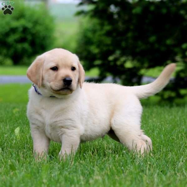 Davey, Fox Red Labrador Retriever Puppy