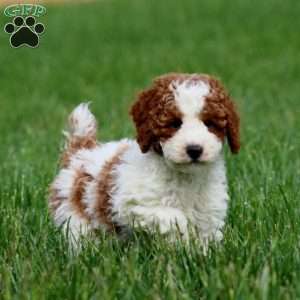 Davey, Miniature Poodle Puppy