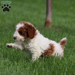 Davey, Miniature Poodle Puppy