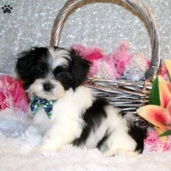 Dawson, Teddy Bear Puppy