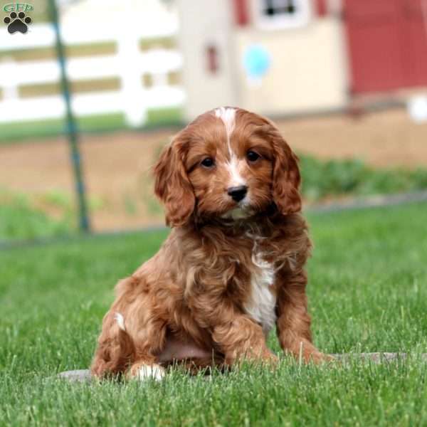 Dawson, Cavapoo Puppy
