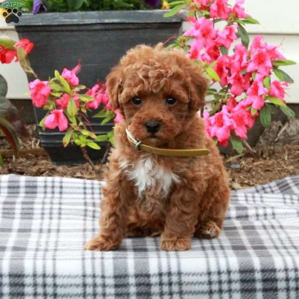 Dax, Miniature Poodle Puppy
