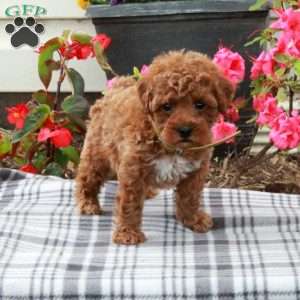 Dax, Miniature Poodle Puppy