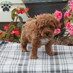 Dax, Miniature Poodle Puppy