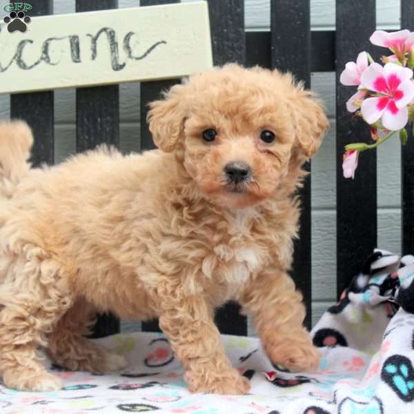 Debbie, Bich-Poo Puppy