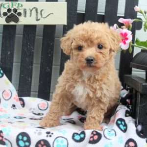 Debbie, Bich-Poo Puppy