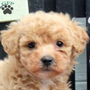 Debbie, Bich-Poo Puppy