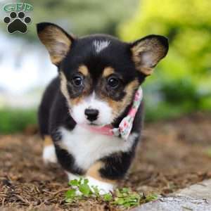 Debbie, Pembroke Welsh Corgi Puppy