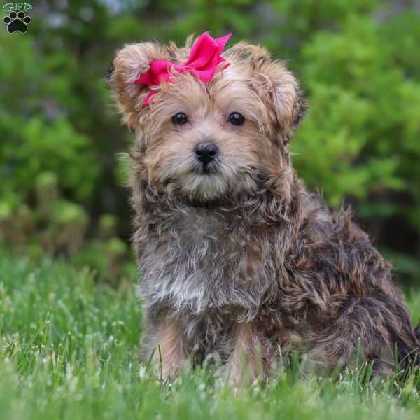 Delilah, Yorkie Poo Puppy