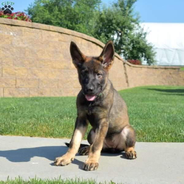 Delilah, German Shepherd Puppy