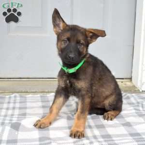 Delilah, German Shepherd Puppy