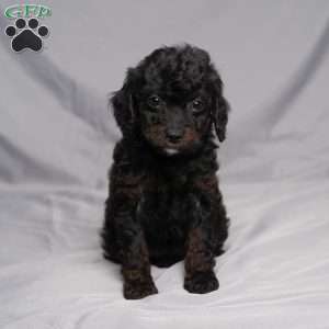 Della, Cavapoo Puppy