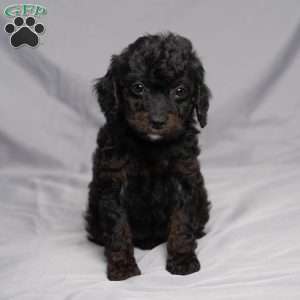 Della, Cavapoo Puppy