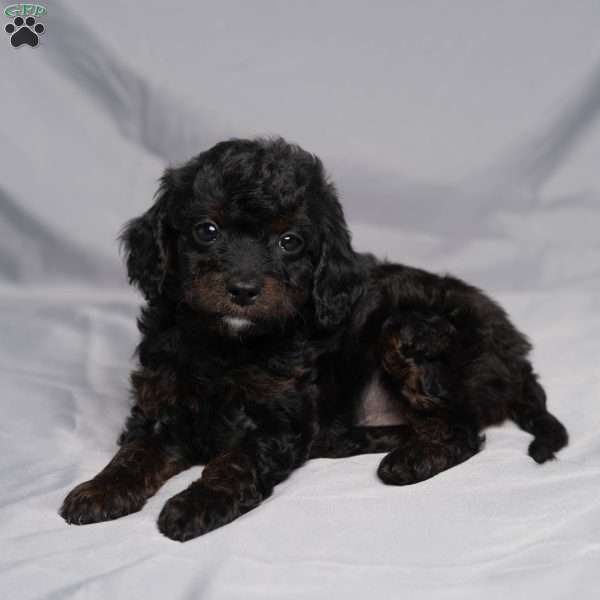 Della, Cavapoo Puppy