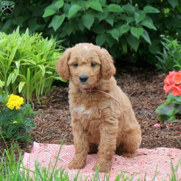 Della, Mini Goldendoodle Puppy