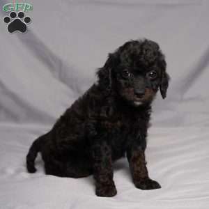 Della, Cavapoo Puppy