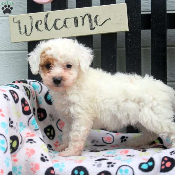 Demi, Bich-Poo Puppy