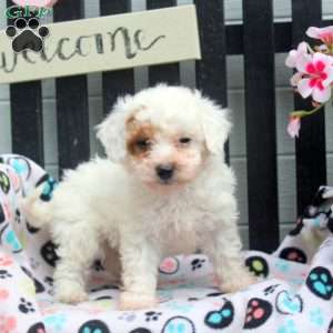 Demi, Bich-Poo Puppy
