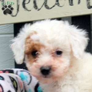 Demi, Bich-Poo Puppy