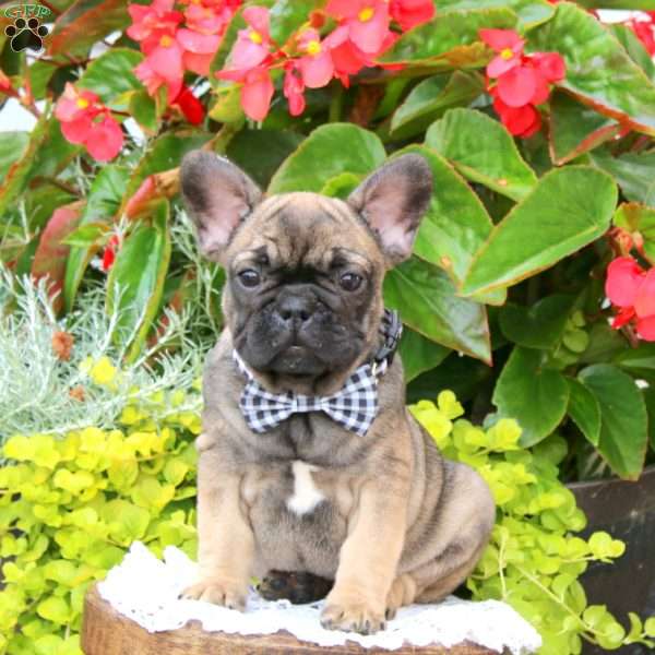 Denali, French Bulldog Puppy