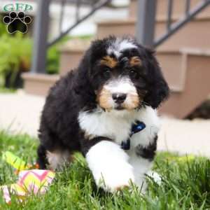 Denver, Mini Bernedoodle Puppy