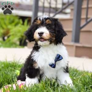 Denver, Mini Bernedoodle Puppy