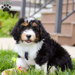 Denver, Mini Bernedoodle Puppy
