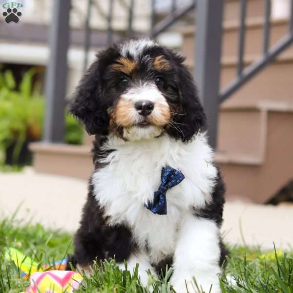 Denver, Mini Bernedoodle Puppy