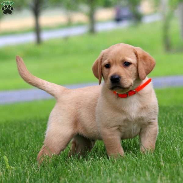 Derek, Fox Red Labrador Retriever Puppy