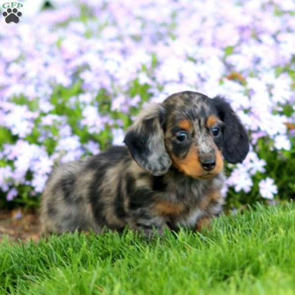 Derek, Dachshund Puppy