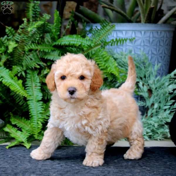 Derek, Maltipoo Puppy