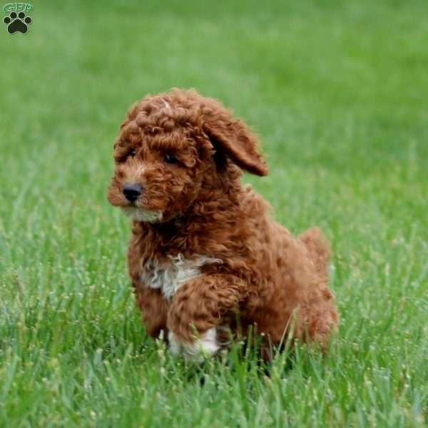 Derek, Miniature Poodle Puppy