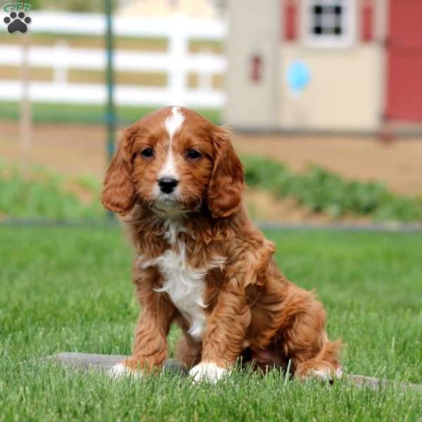 Derek, Cavapoo Puppy