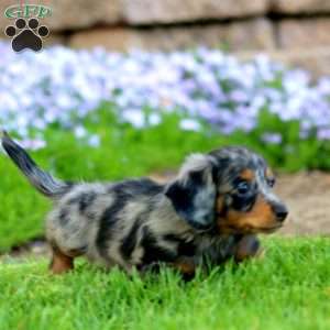 Derek, Dachshund Puppy