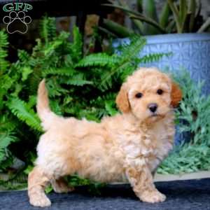 Derek, Maltipoo Puppy