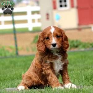 Derek, Cavapoo Puppy