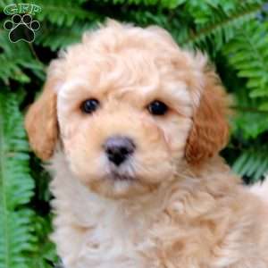 Derek, Maltipoo Puppy