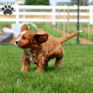 Derek, Cavapoo Puppy