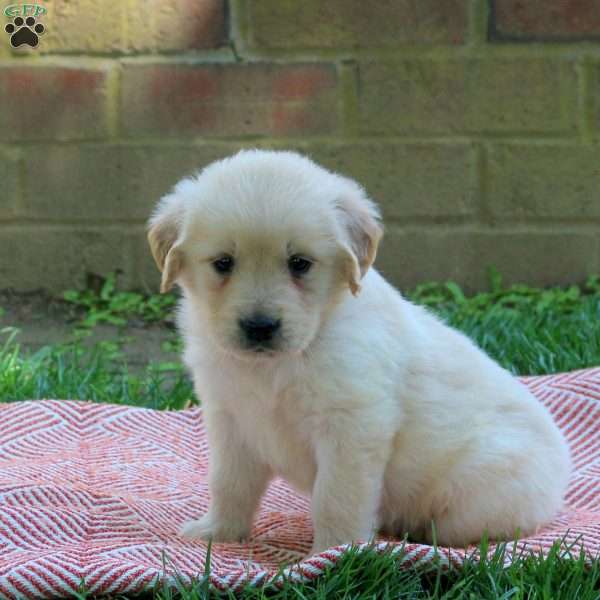Destiny, Golden Retriever Puppy