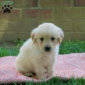 Destiny, Golden Retriever Puppy