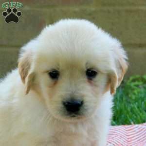 Destiny, Golden Retriever Puppy