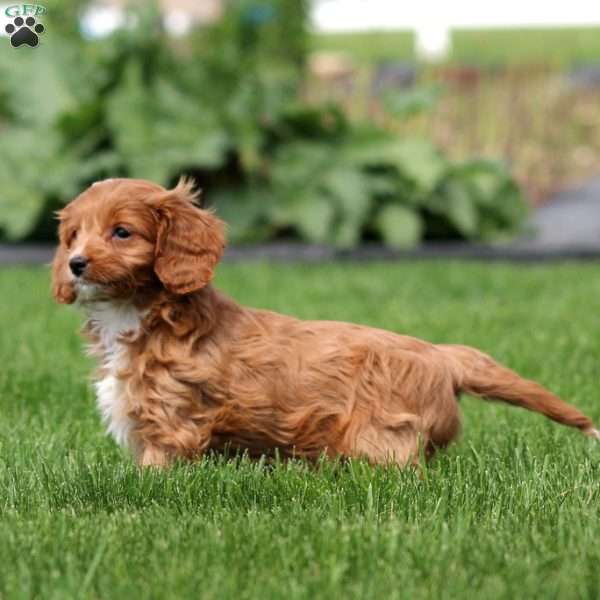 Destiny, Cavapoo Puppy