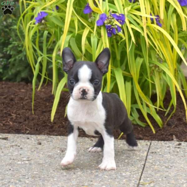 Diesel, Boston Terrier Puppy