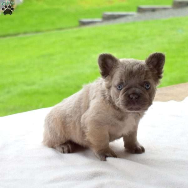 Diesel, French Bulldog Puppy