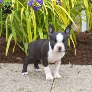 Diesel, Boston Terrier Puppy
