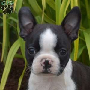 Diesel, Boston Terrier Puppy